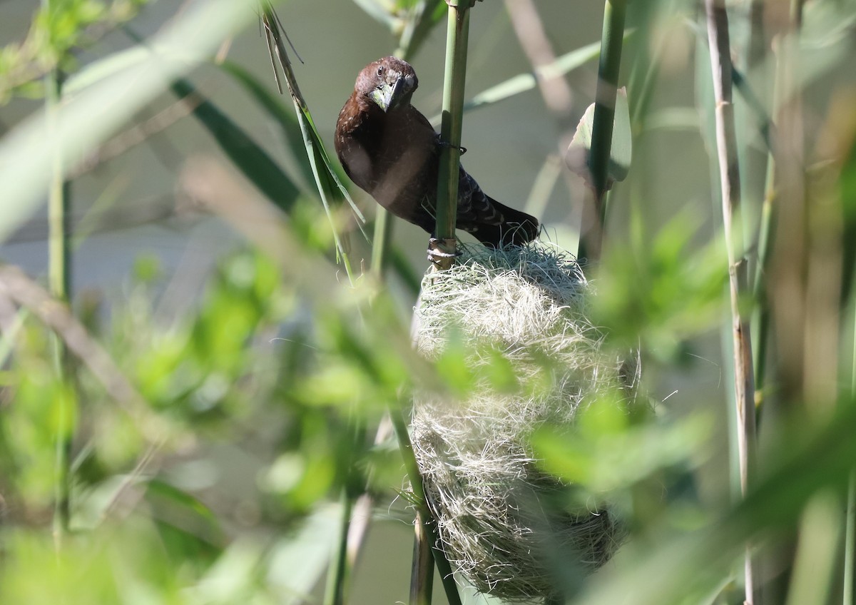 Grosbeak Weaver - ML646295577