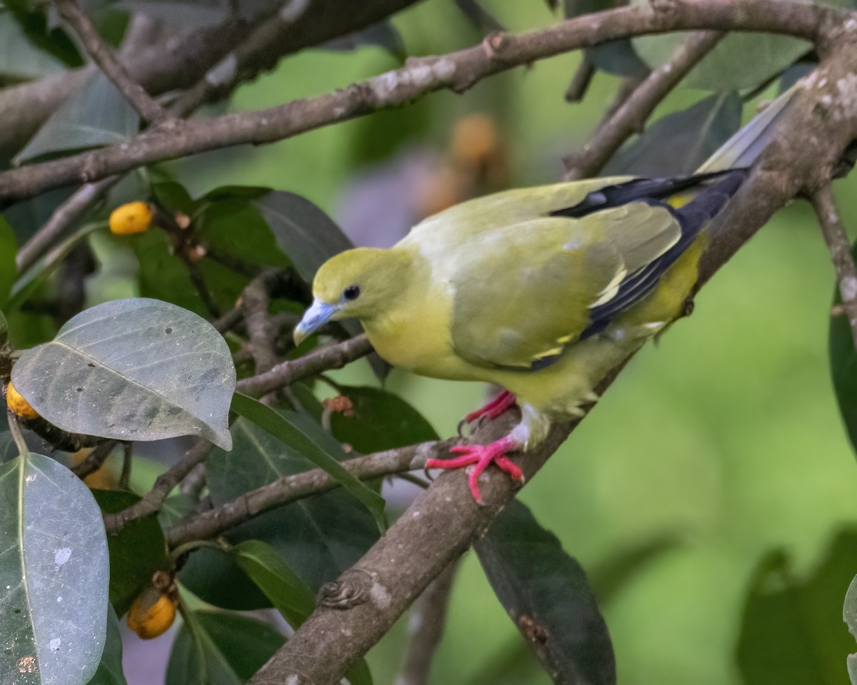 Vinago Rabudo - ML646295578