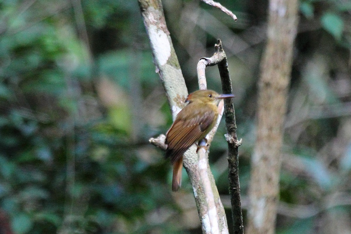 Tropical Royal Flycatcher - ML646295581