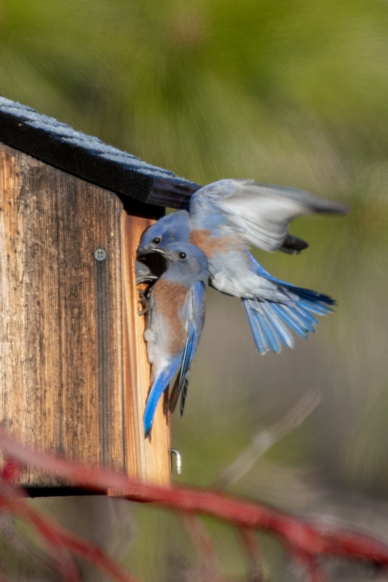 Western Bluebird - ML646295585