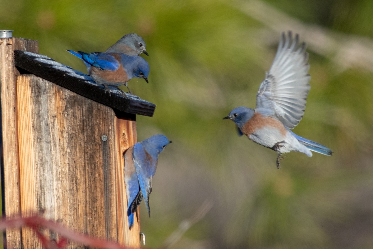 Western Bluebird - ML646295586