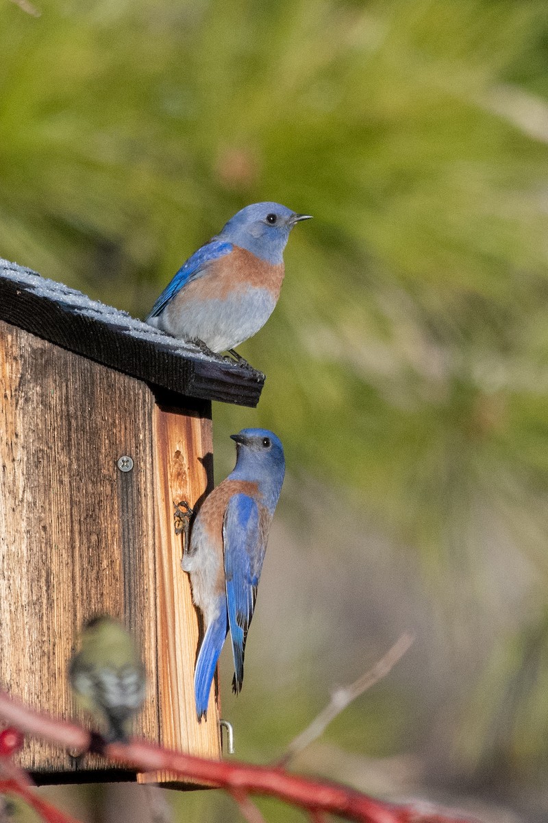 Western Bluebird - ML646295587