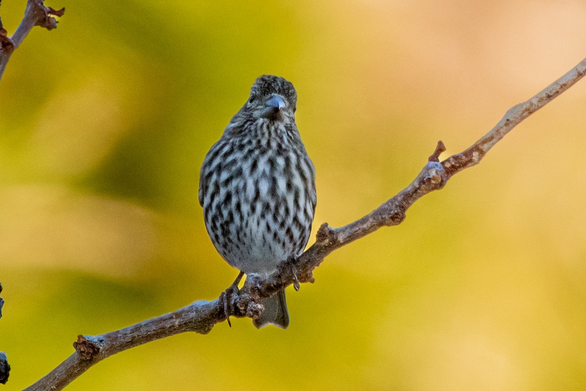 Cassin's Finch - ML646295597