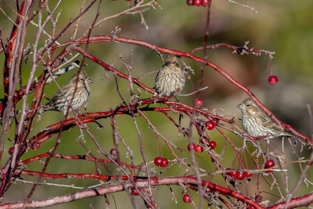 Cassin's Finch - ML646295598