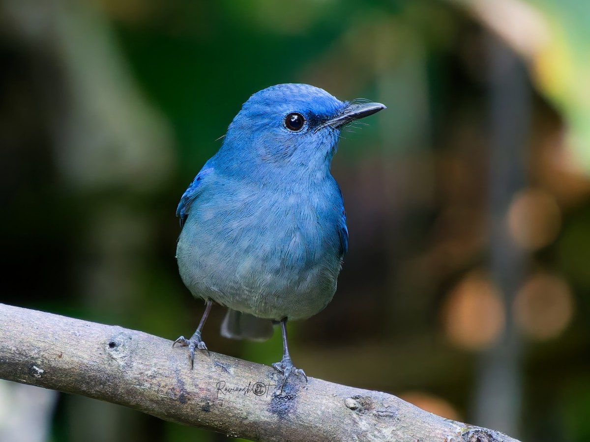Pale Blue Flycatcher - ML646295606