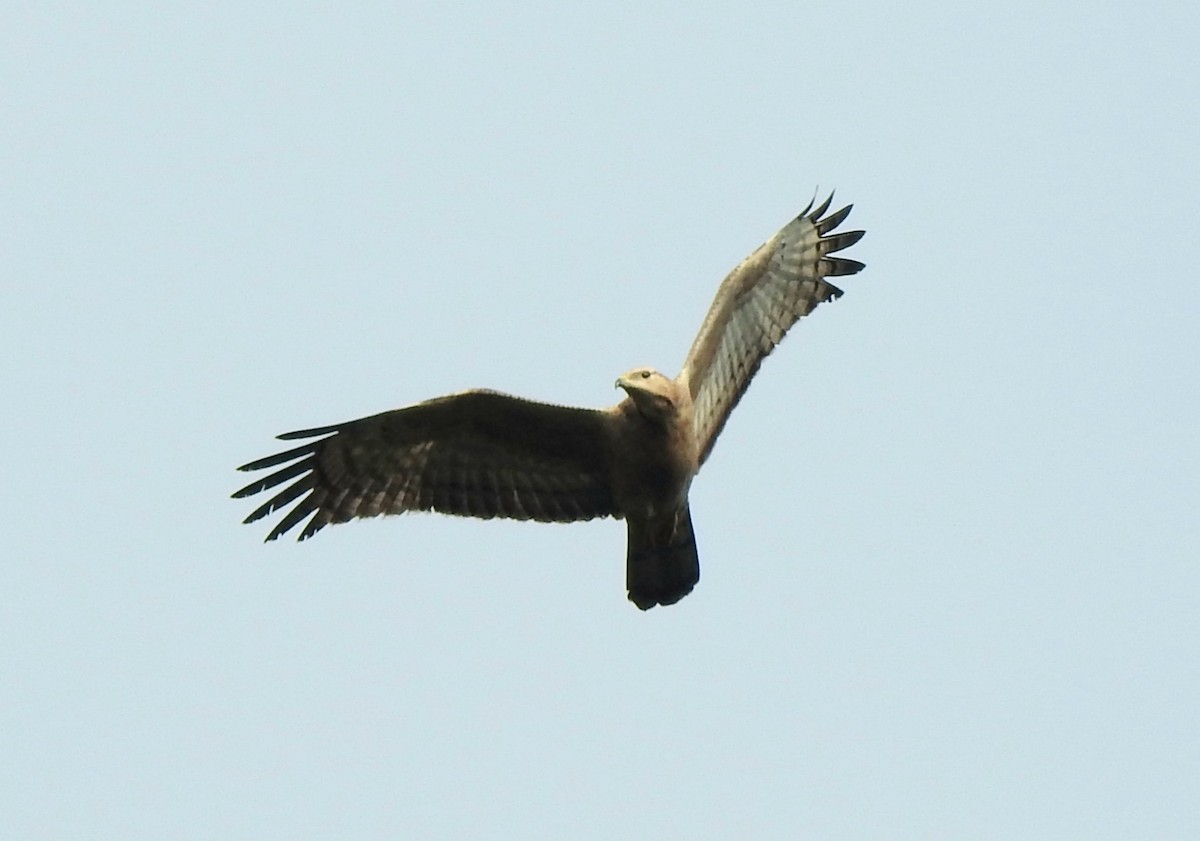 Oriental Honey-buzzard - ML646295615