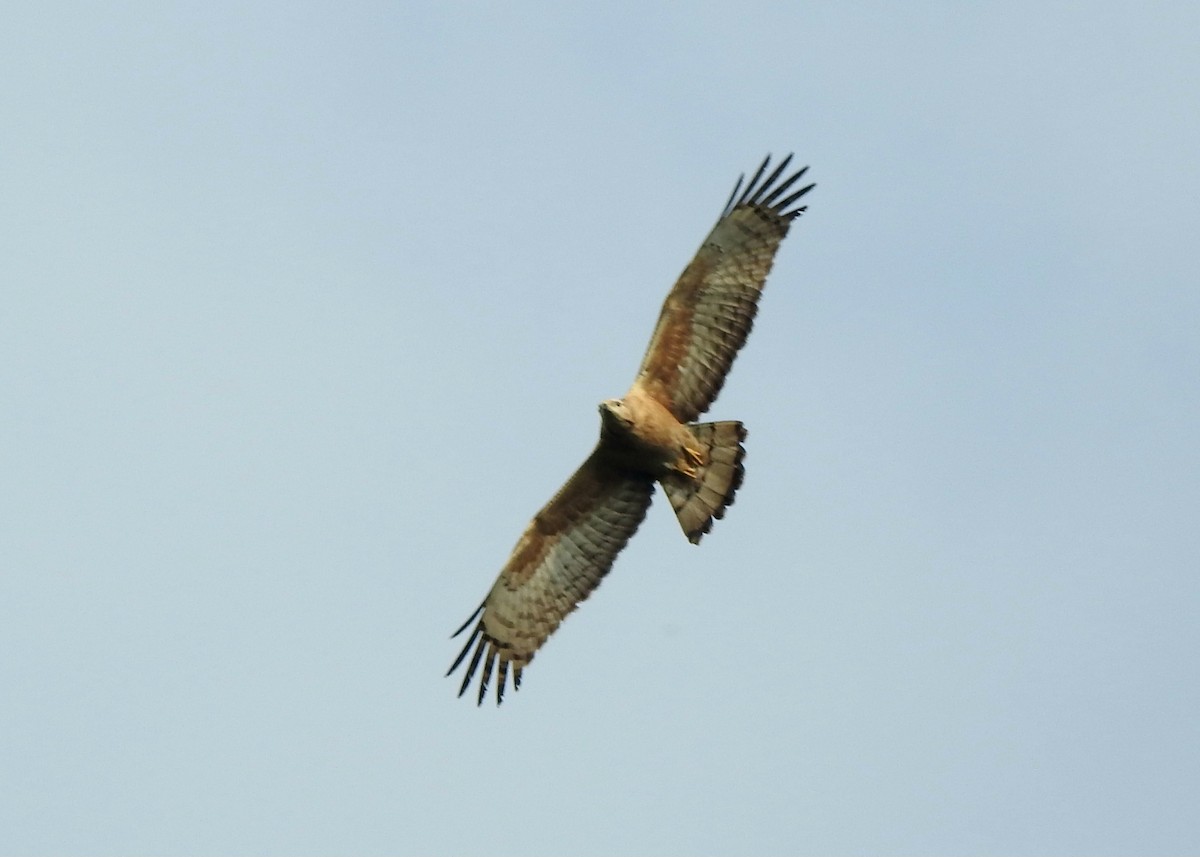 Oriental Honey-buzzard - ML646295616