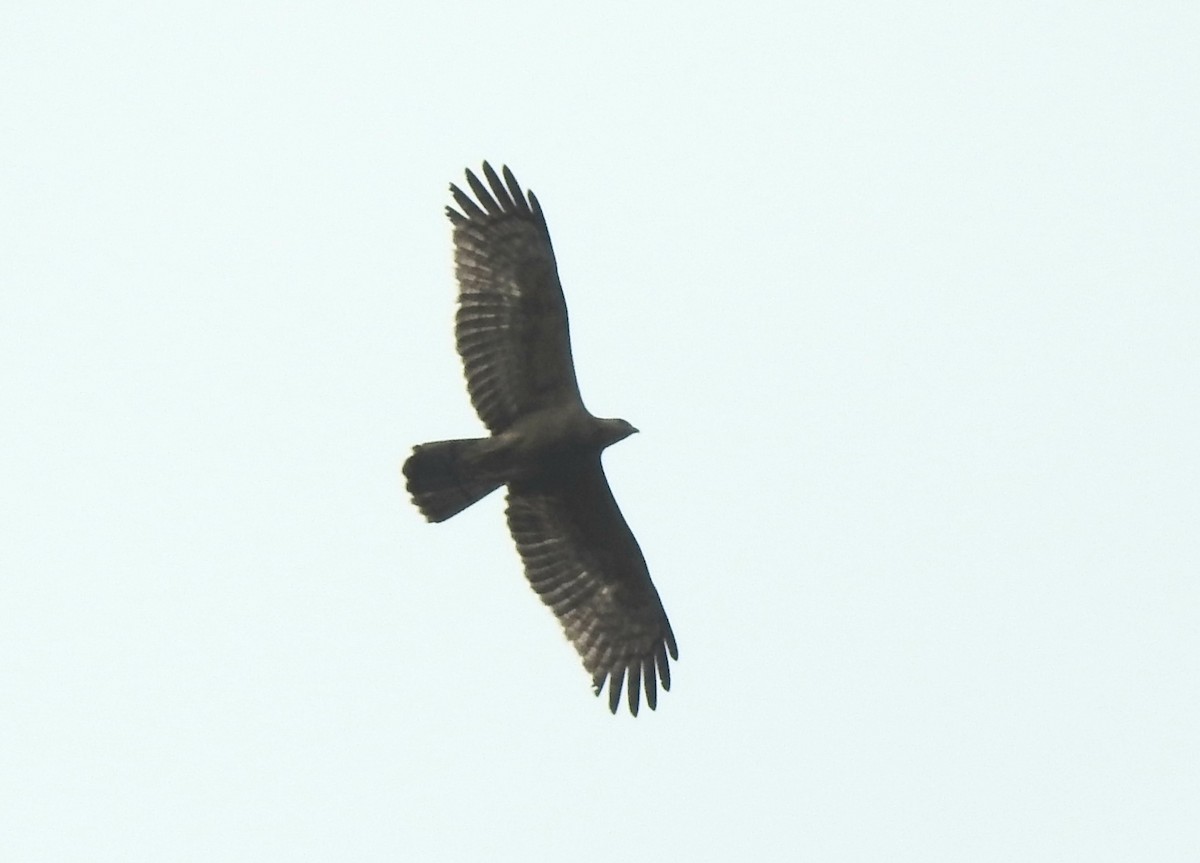 Oriental Honey-buzzard - ML646295617