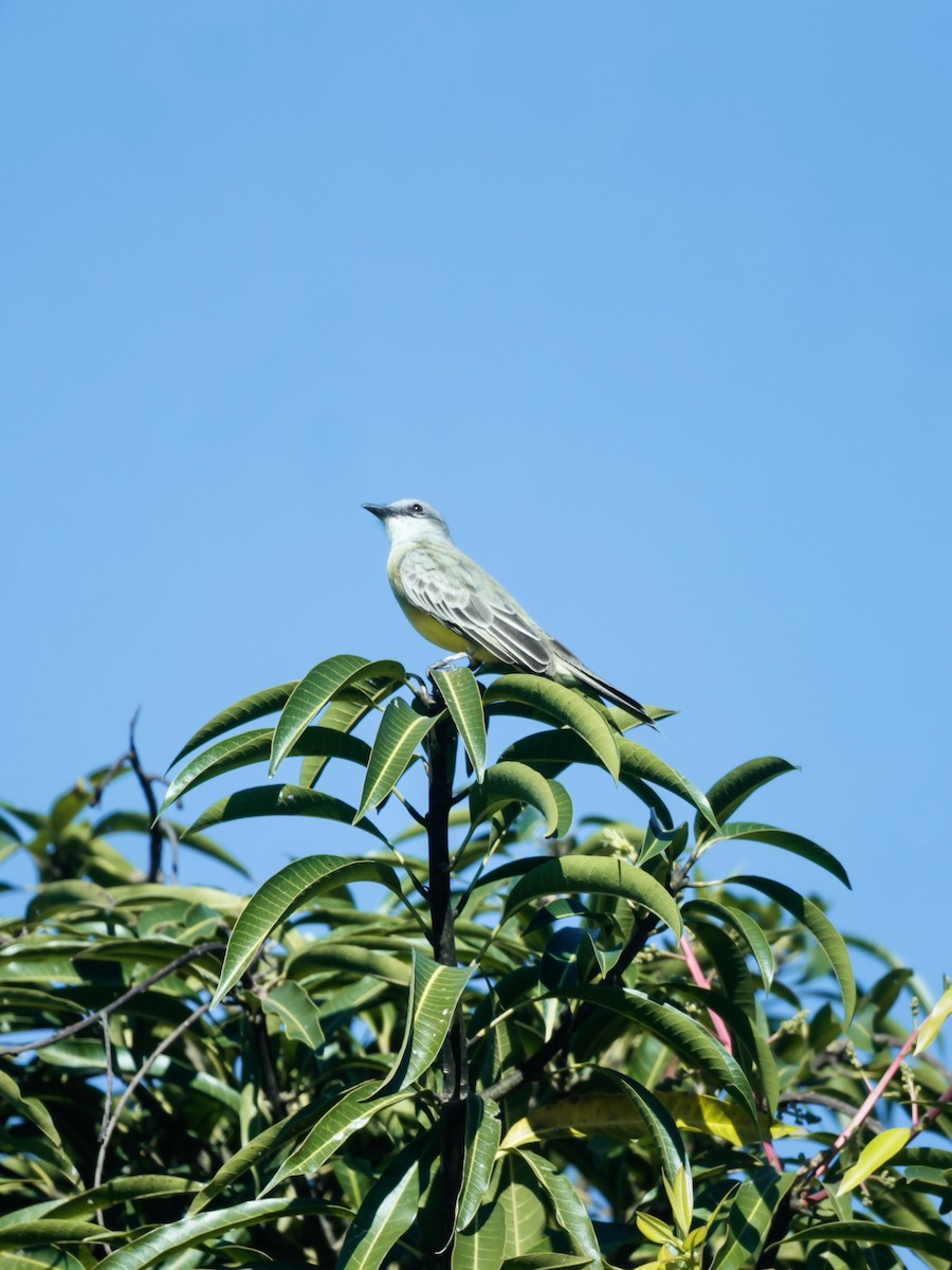 Tropical Kingbird - ML646295620