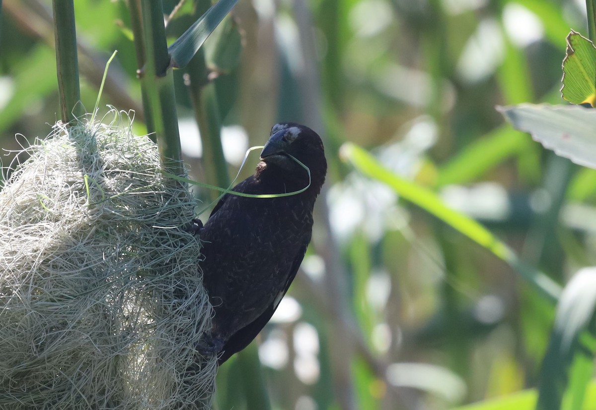 Grosbeak Weaver - ML646295623