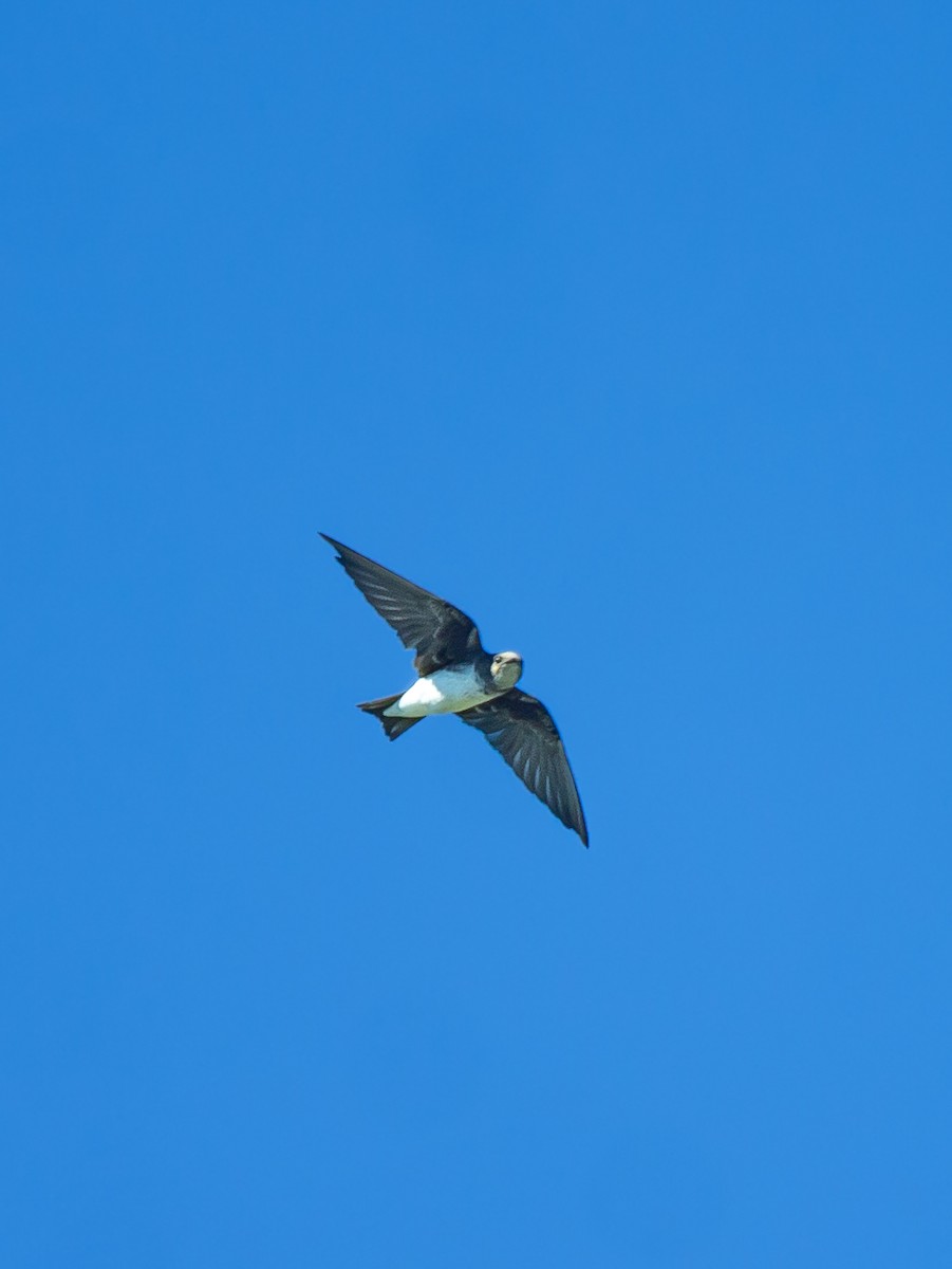 Gray-breasted Martin - ML646295625