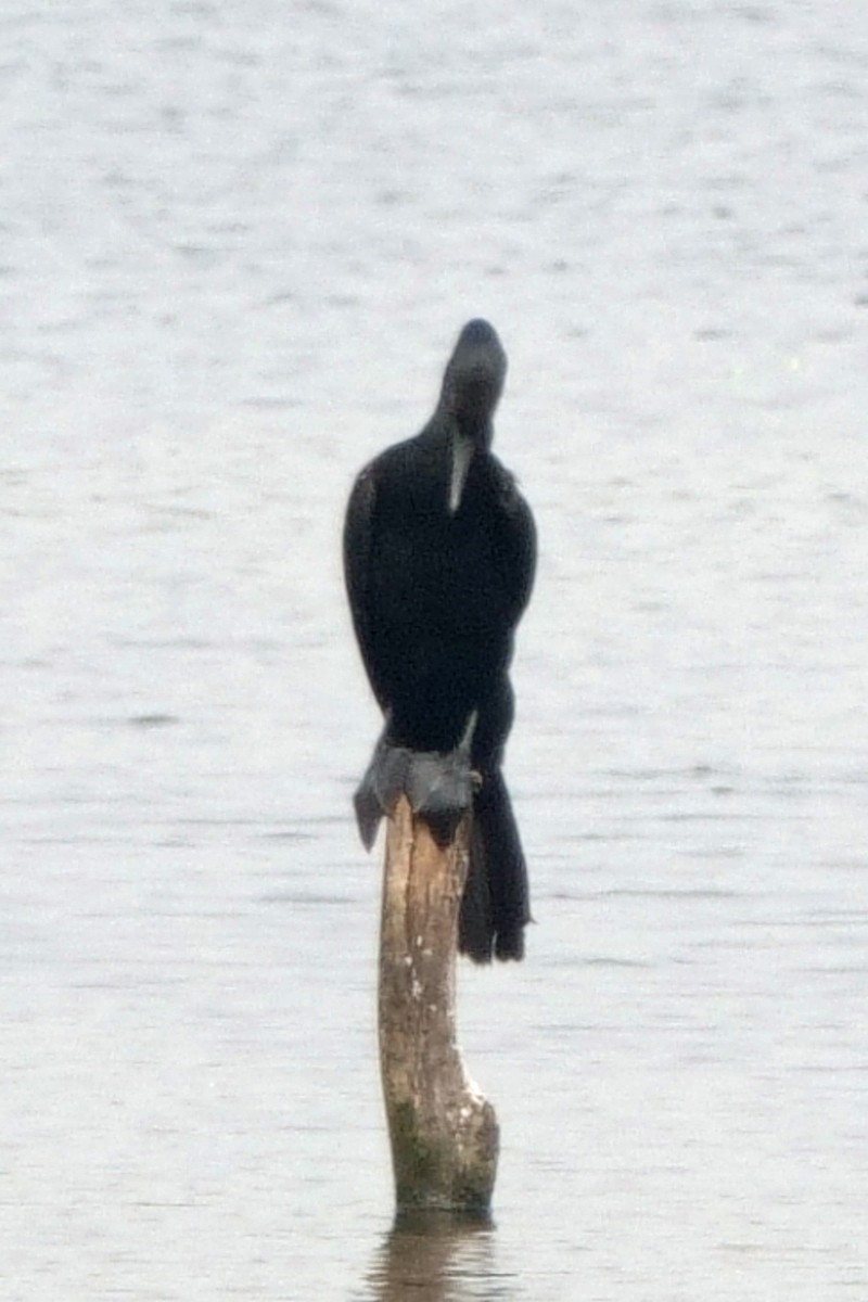 Indian Cormorant - ML646295626