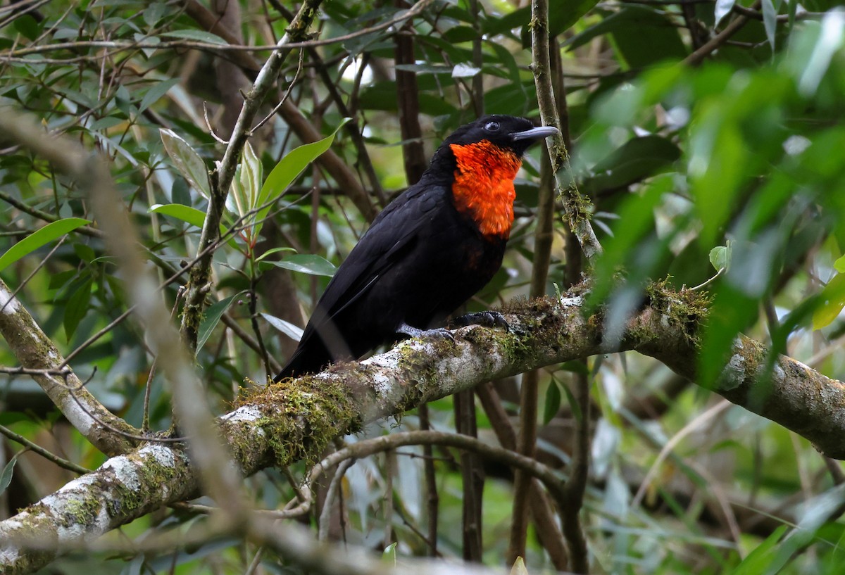 Red-ruffed Fruitcrow - ML646295629