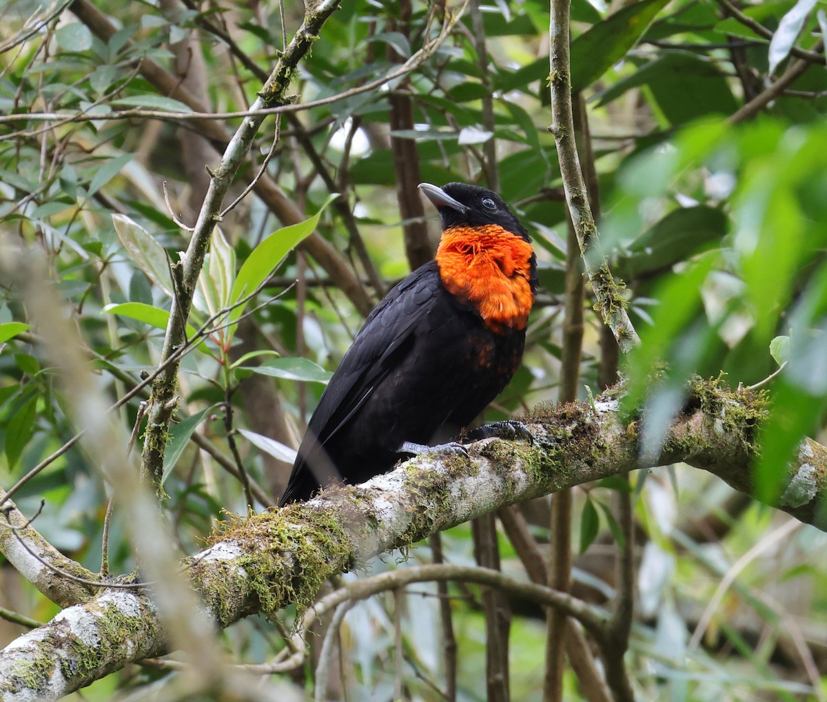 Red-ruffed Fruitcrow - ML646295630