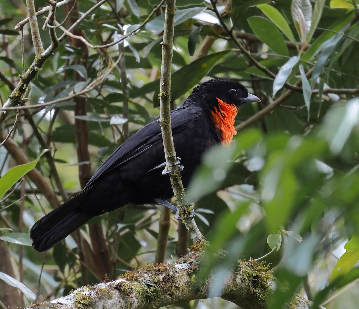 Red-ruffed Fruitcrow - ML646295632