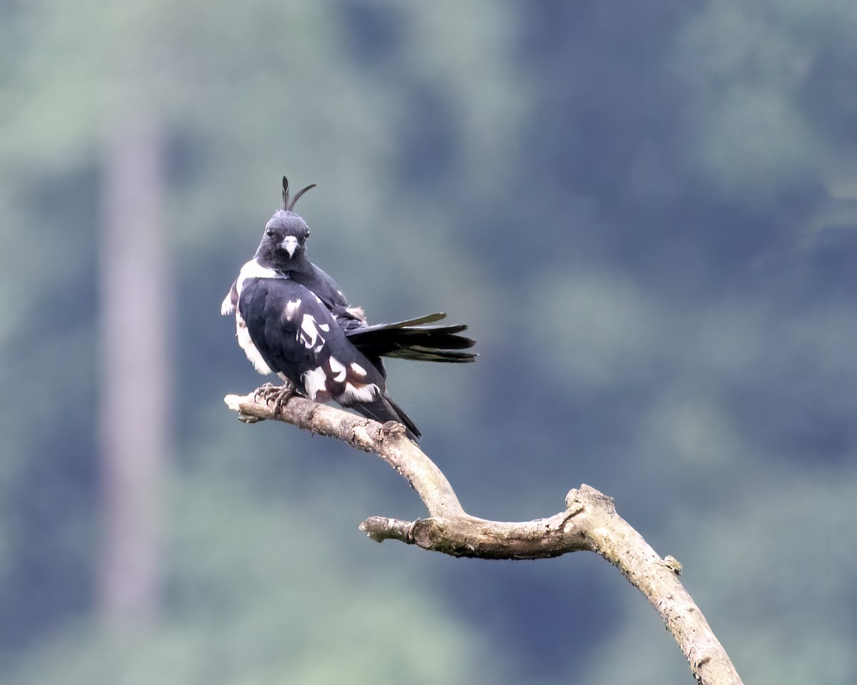 黑冠鵑隼 - ML646295633