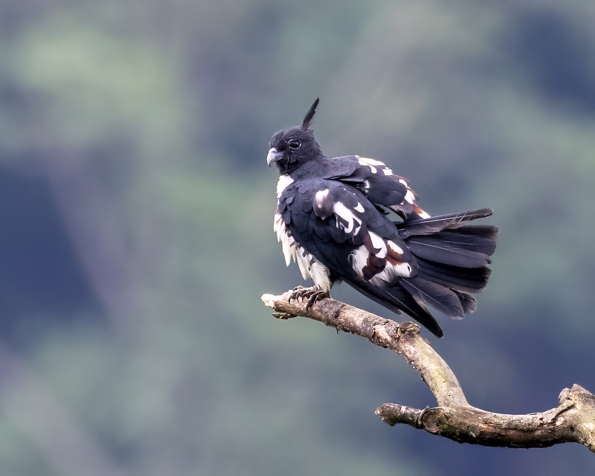 黑冠鵑隼 - ML646295634