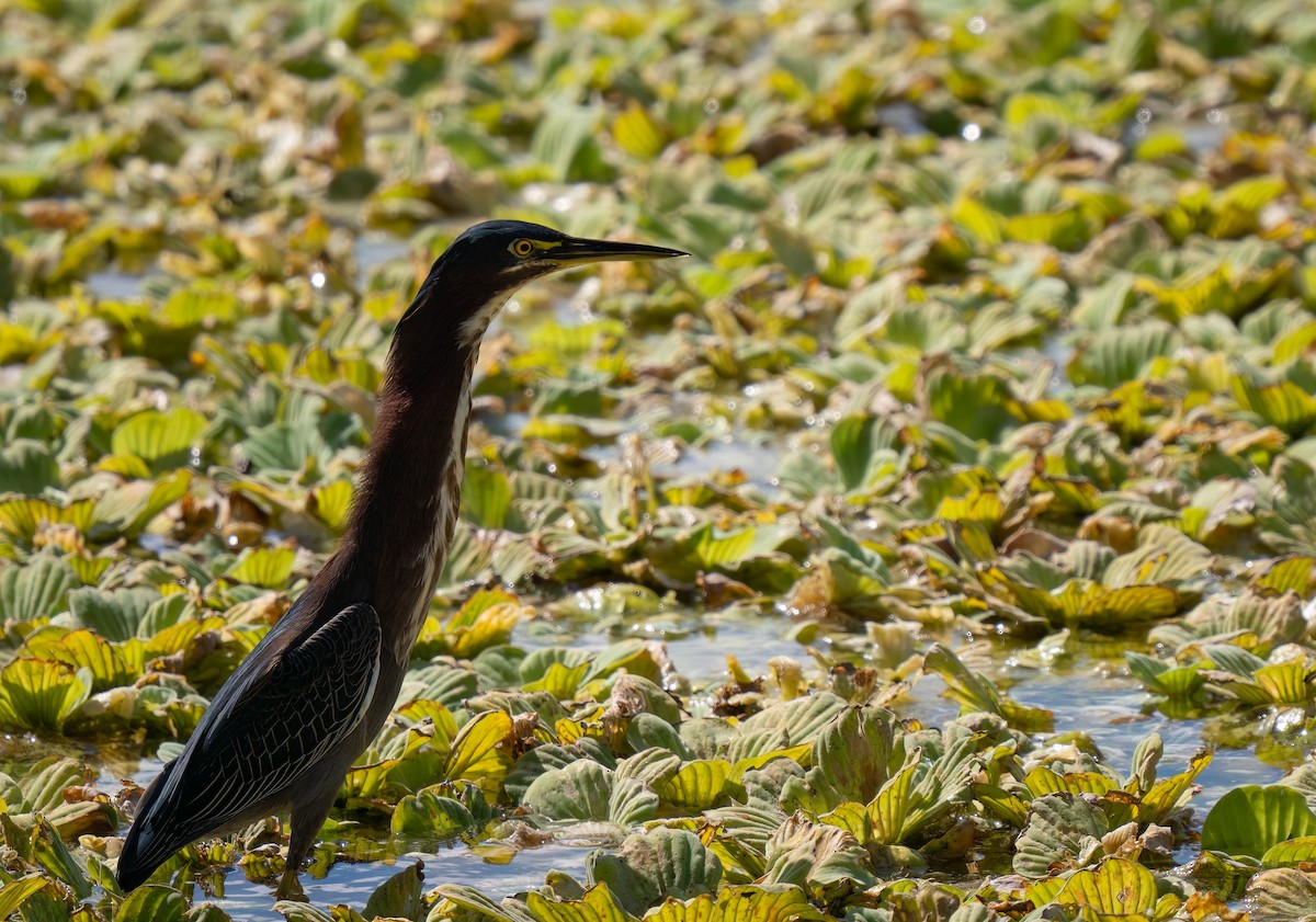 Green Heron - ML646295635