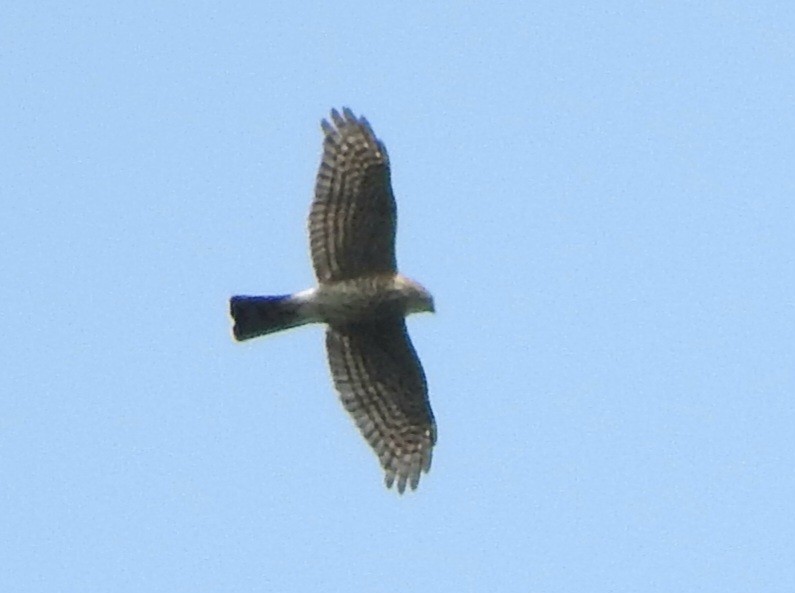 日本松雀鷹 - ML646295636