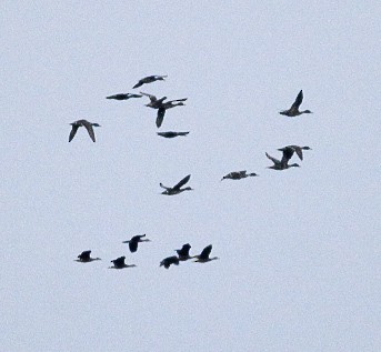 尖尾鴨 - ML646295637