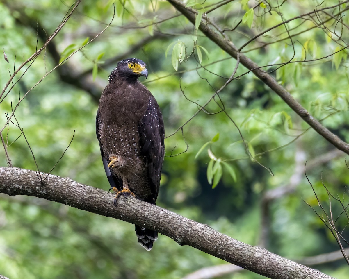 大冠鷲 - ML646295638