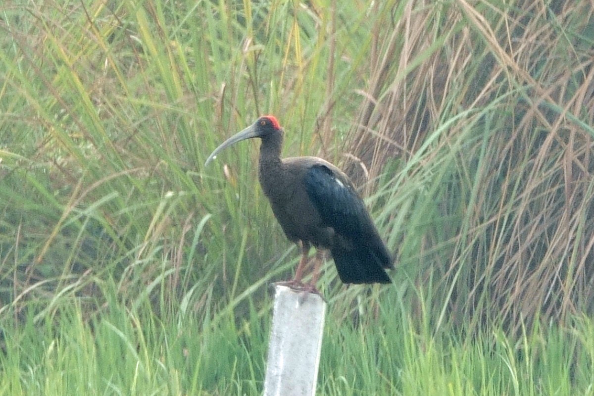 Red-naped Ibis - ML646295639
