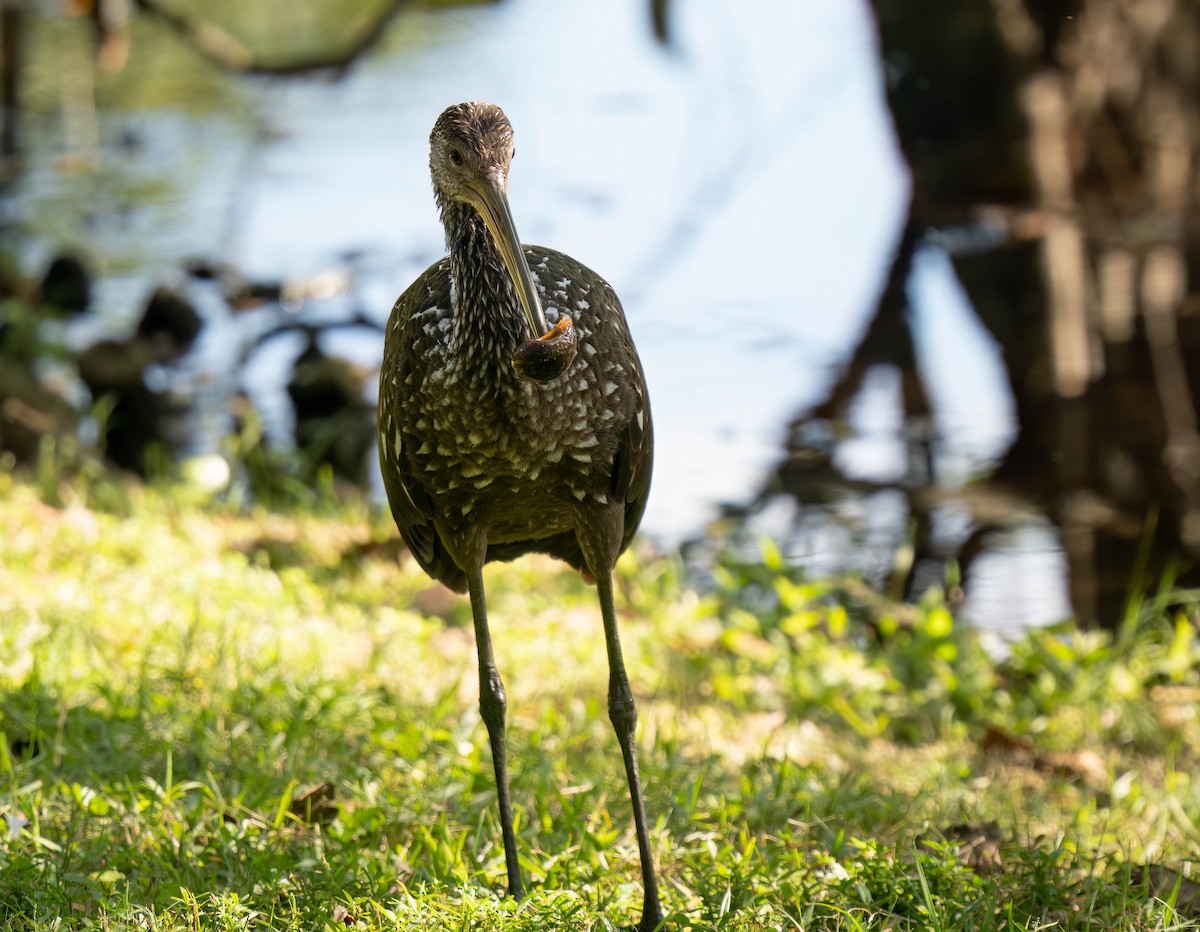 Limpkin - ML646295641