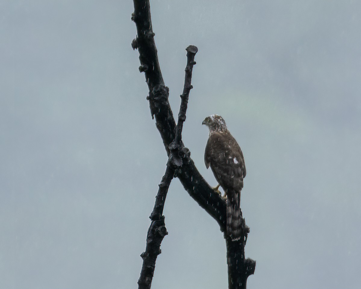 鳳頭蒼鷹 - ML646295642