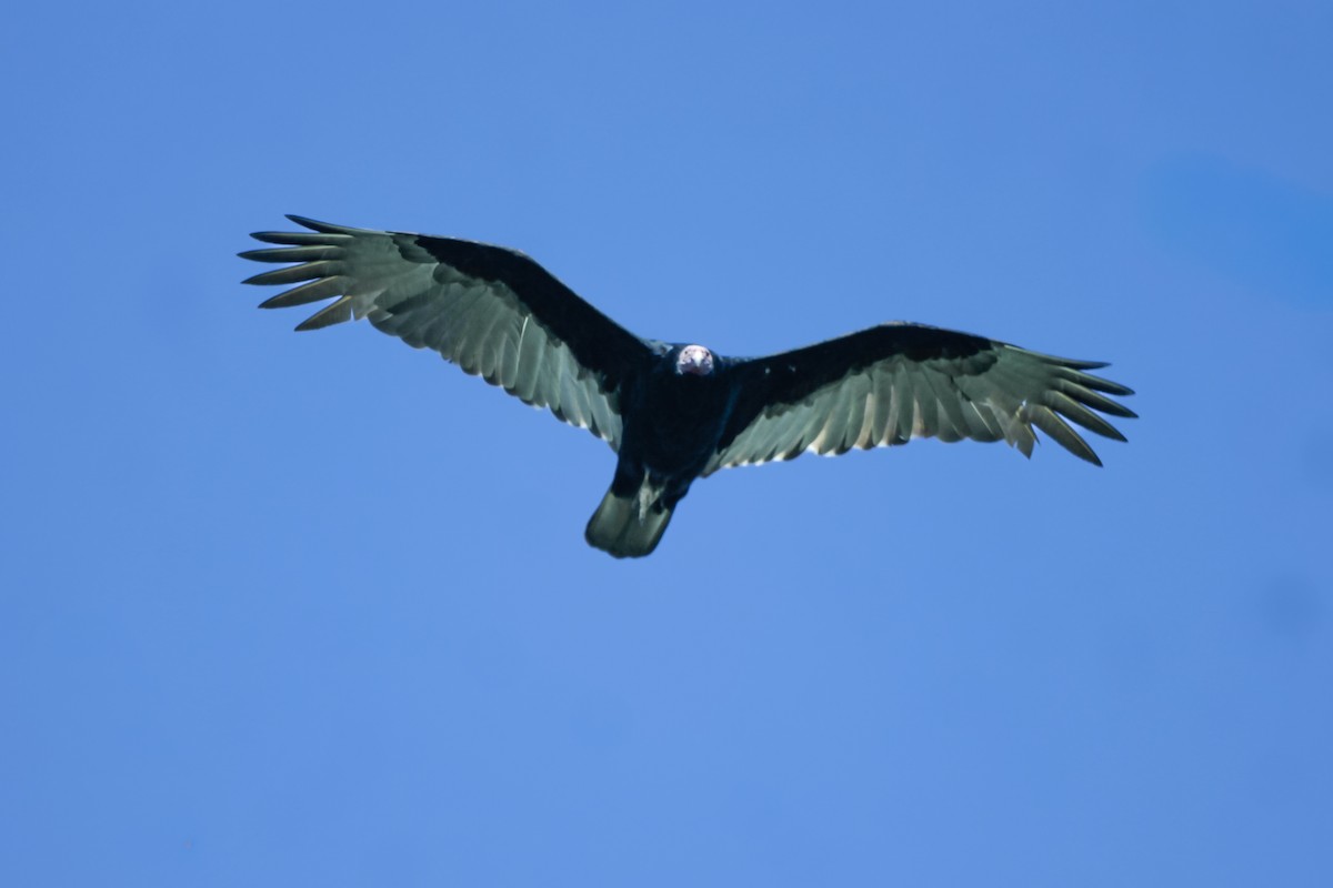 Turkey Vulture - ML646295643