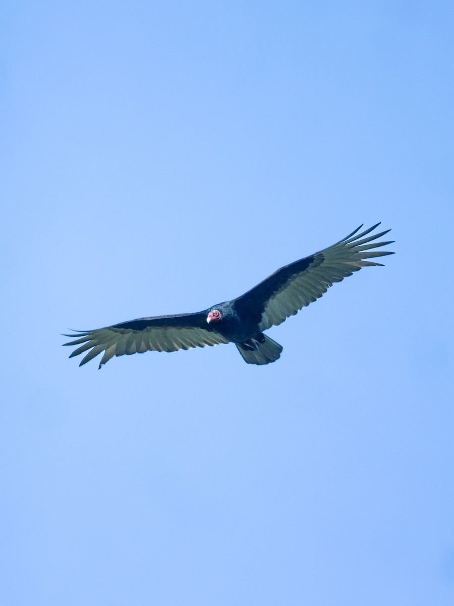 Turkey Vulture - ML646295644
