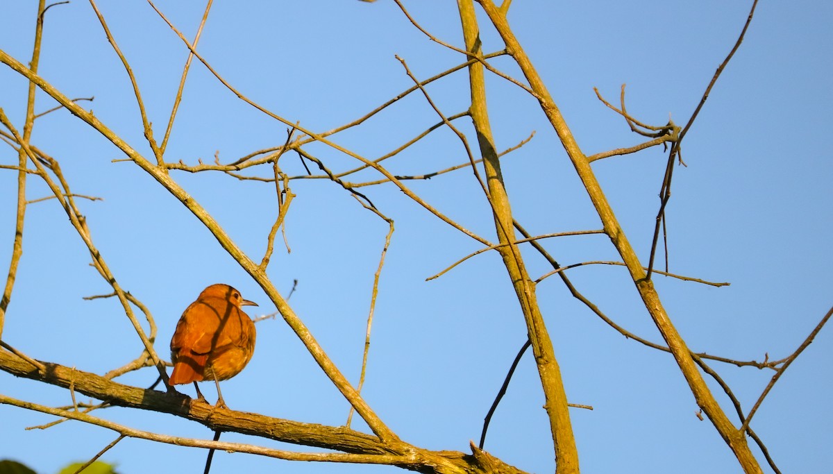 Rufous Hornero - ML646295645