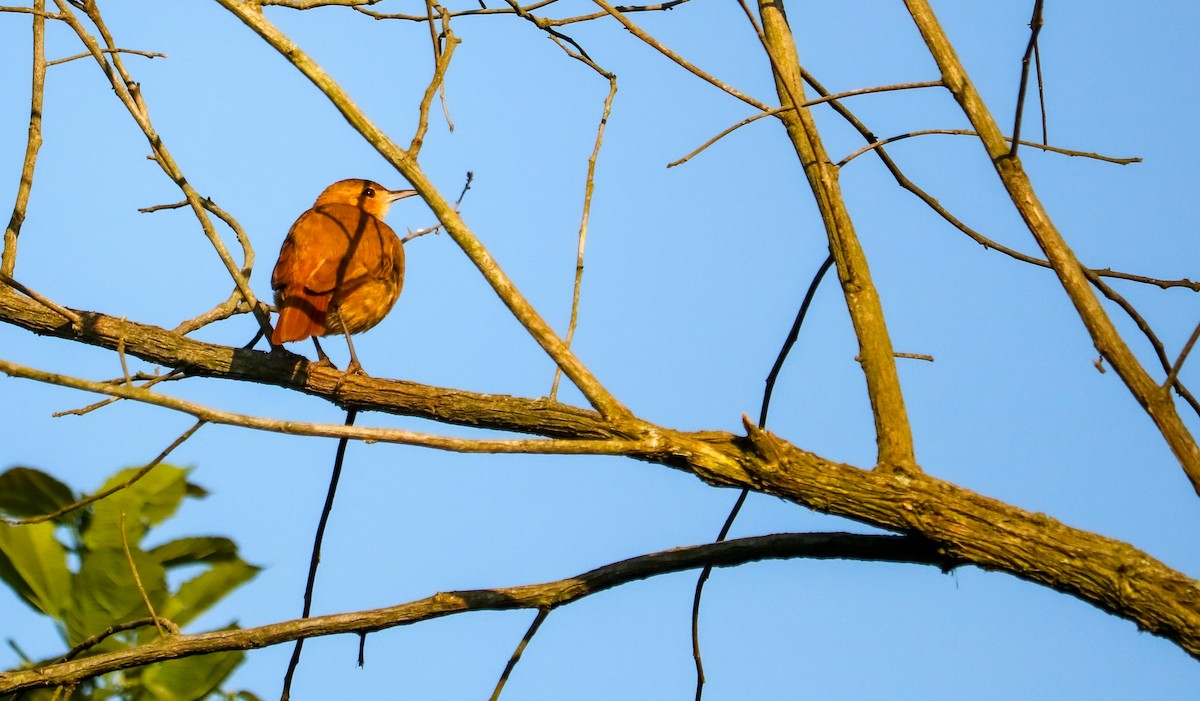 Rufous Hornero - ML646295646