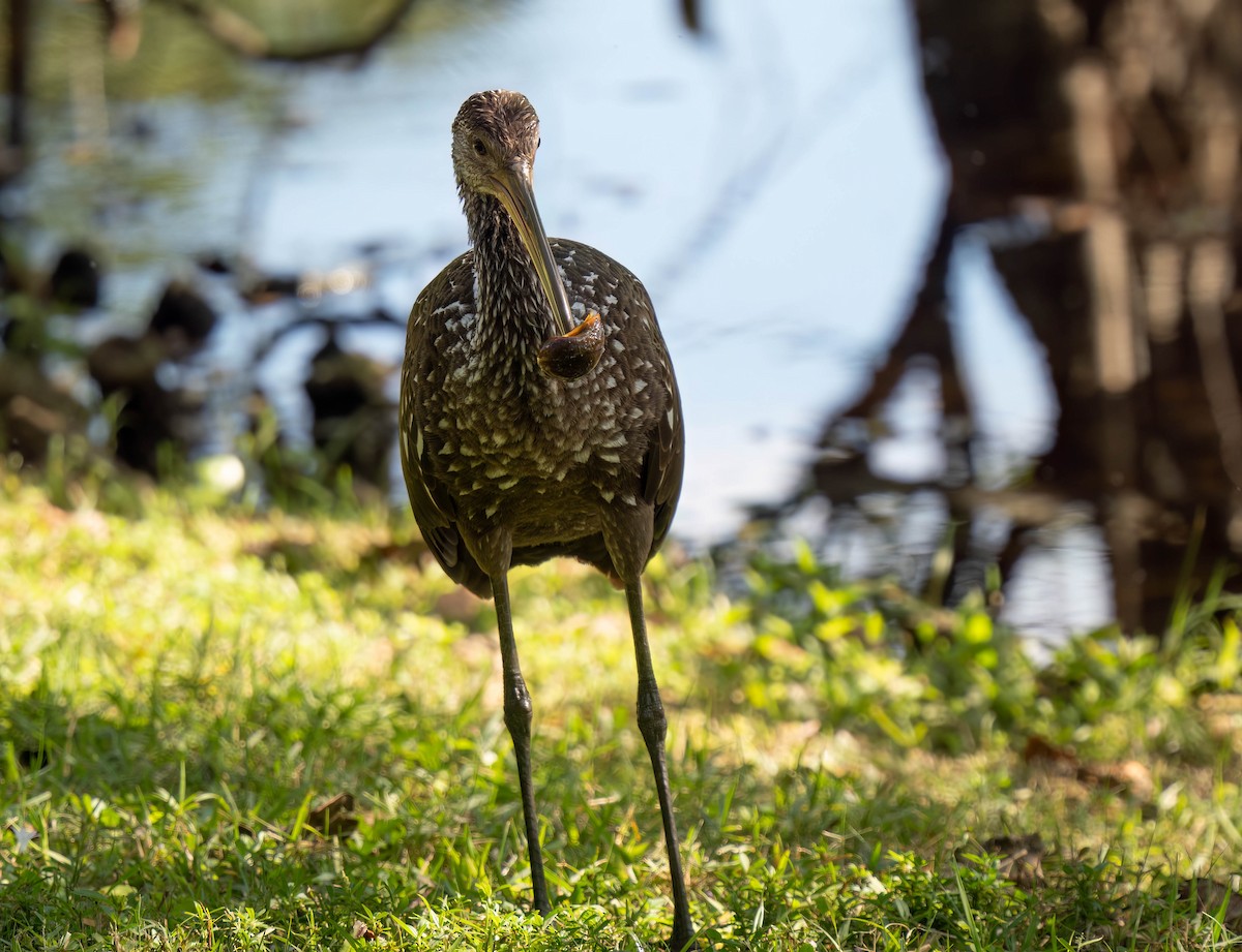Limpkin - ML646295647