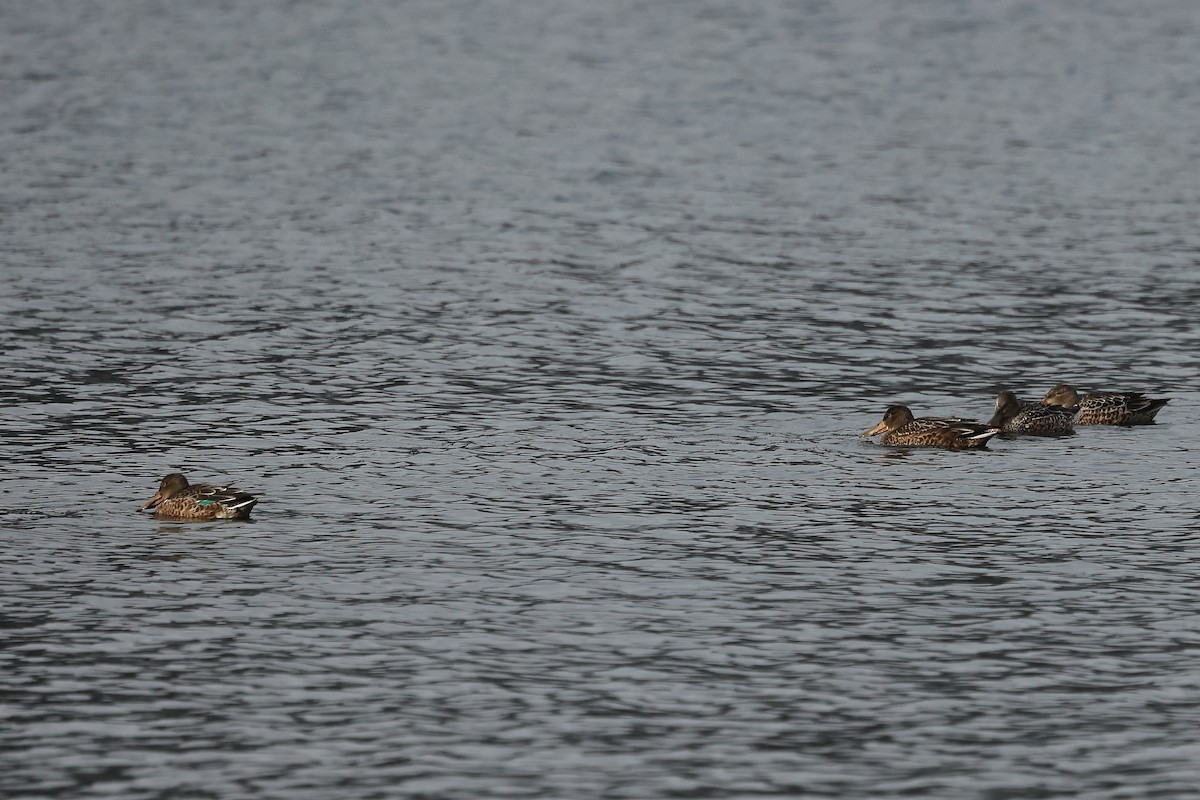 琵嘴鴨 - ML646295648