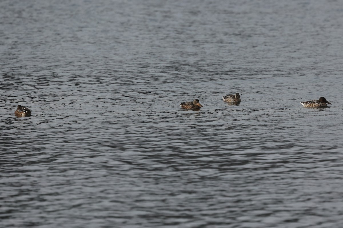 琵嘴鴨 - ML646295649