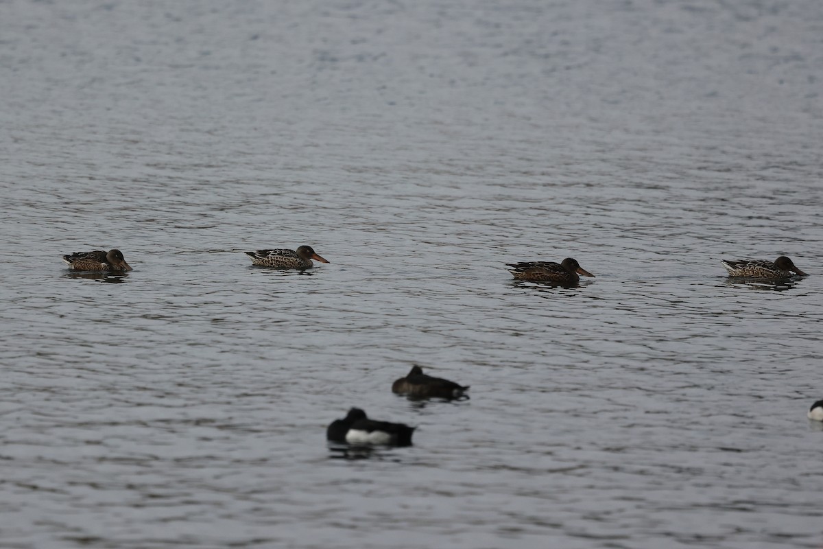 琵嘴鴨 - ML646295650