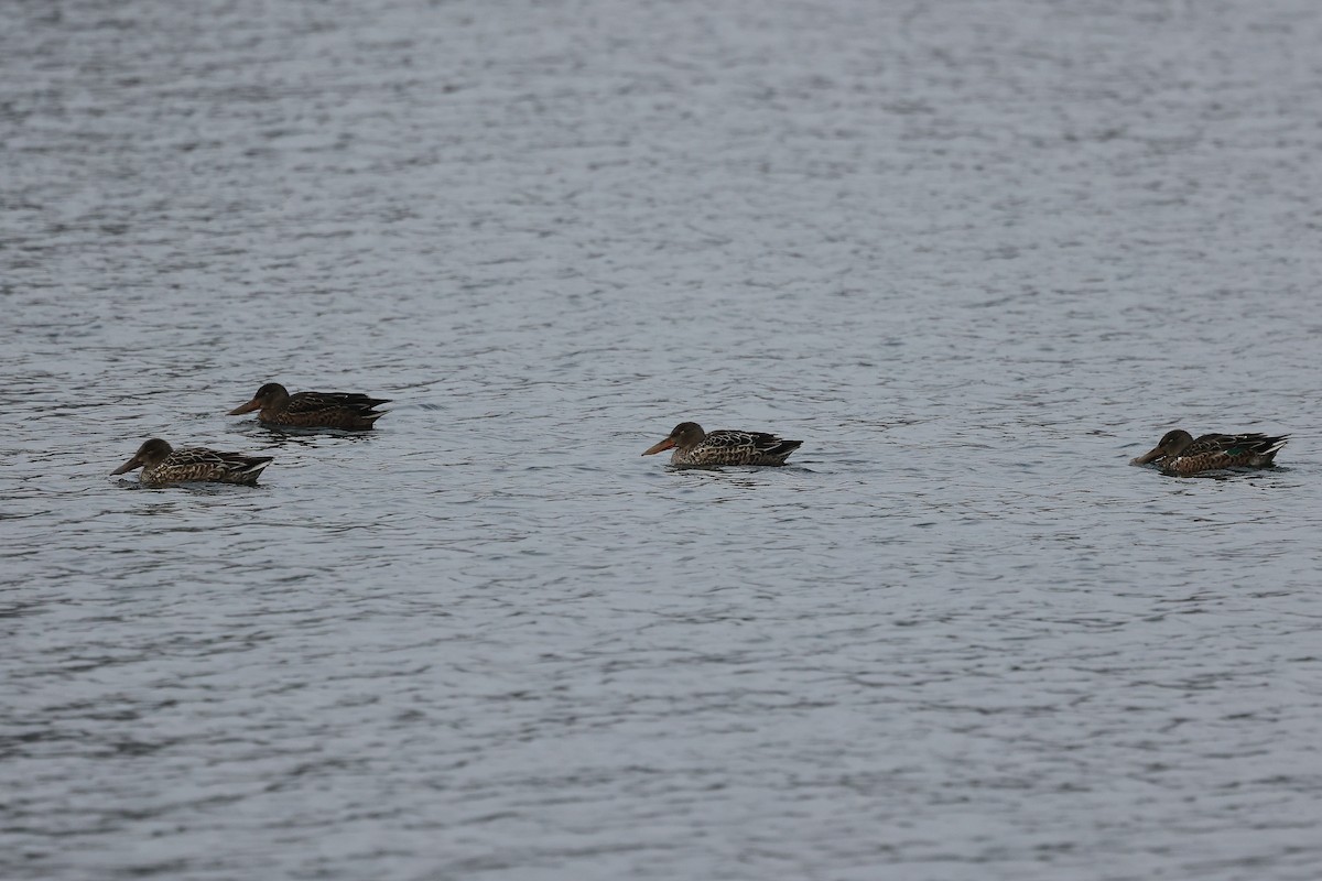 琵嘴鴨 - ML646295651