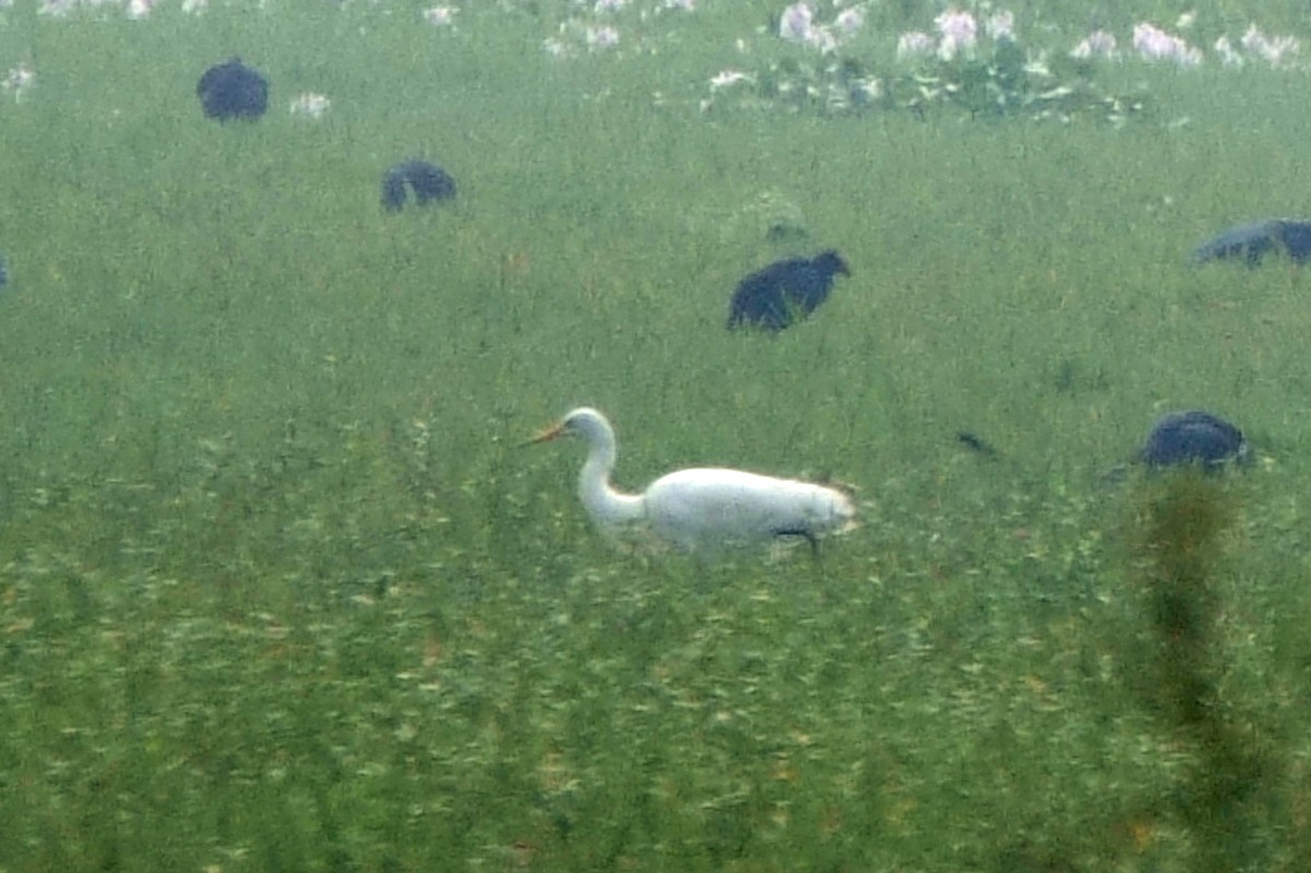 中白鷺 - ML646295652