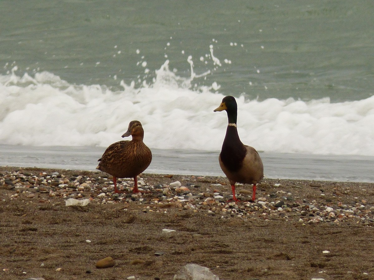 綠頭鴨 - ML646295653