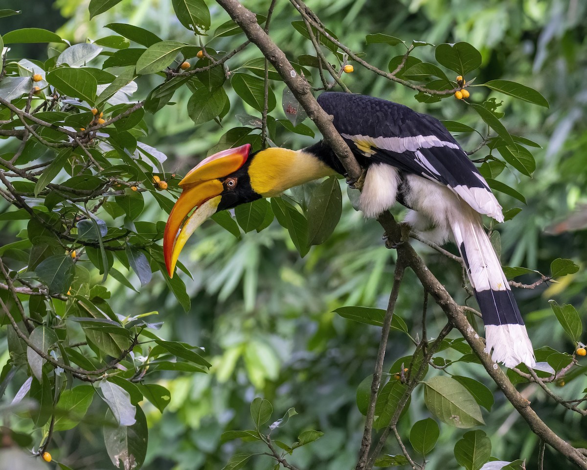 Great Hornbill - ML646295654