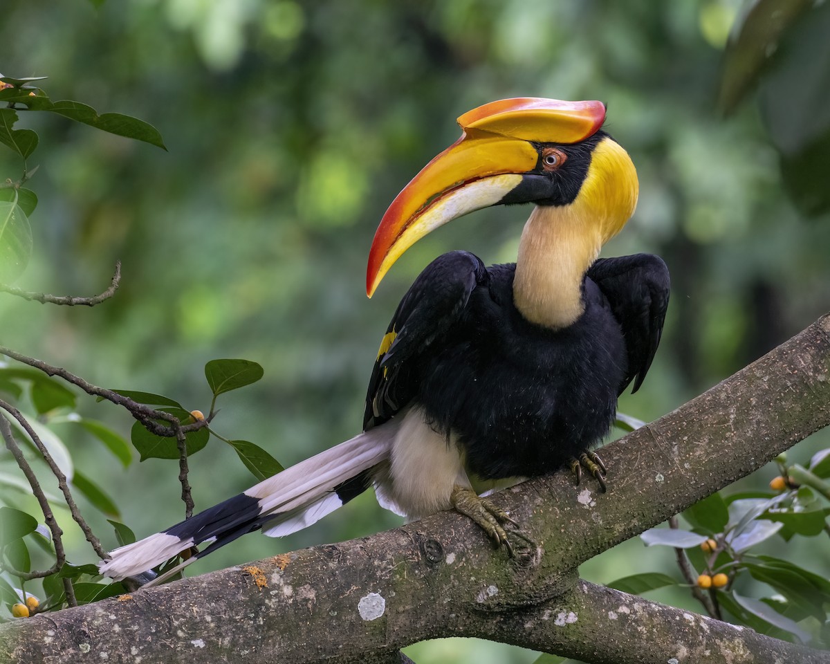 Great Hornbill - ML646295655