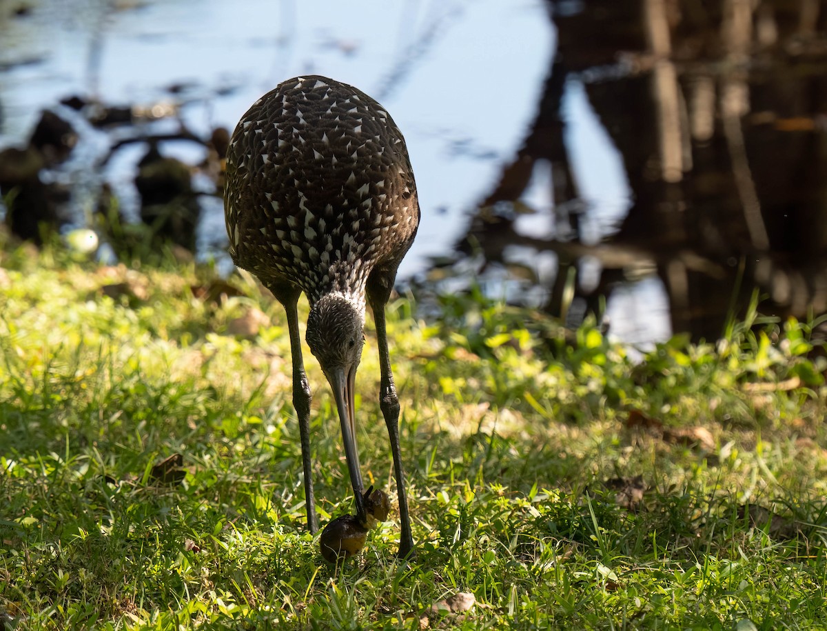 Limpkin - ML646295656