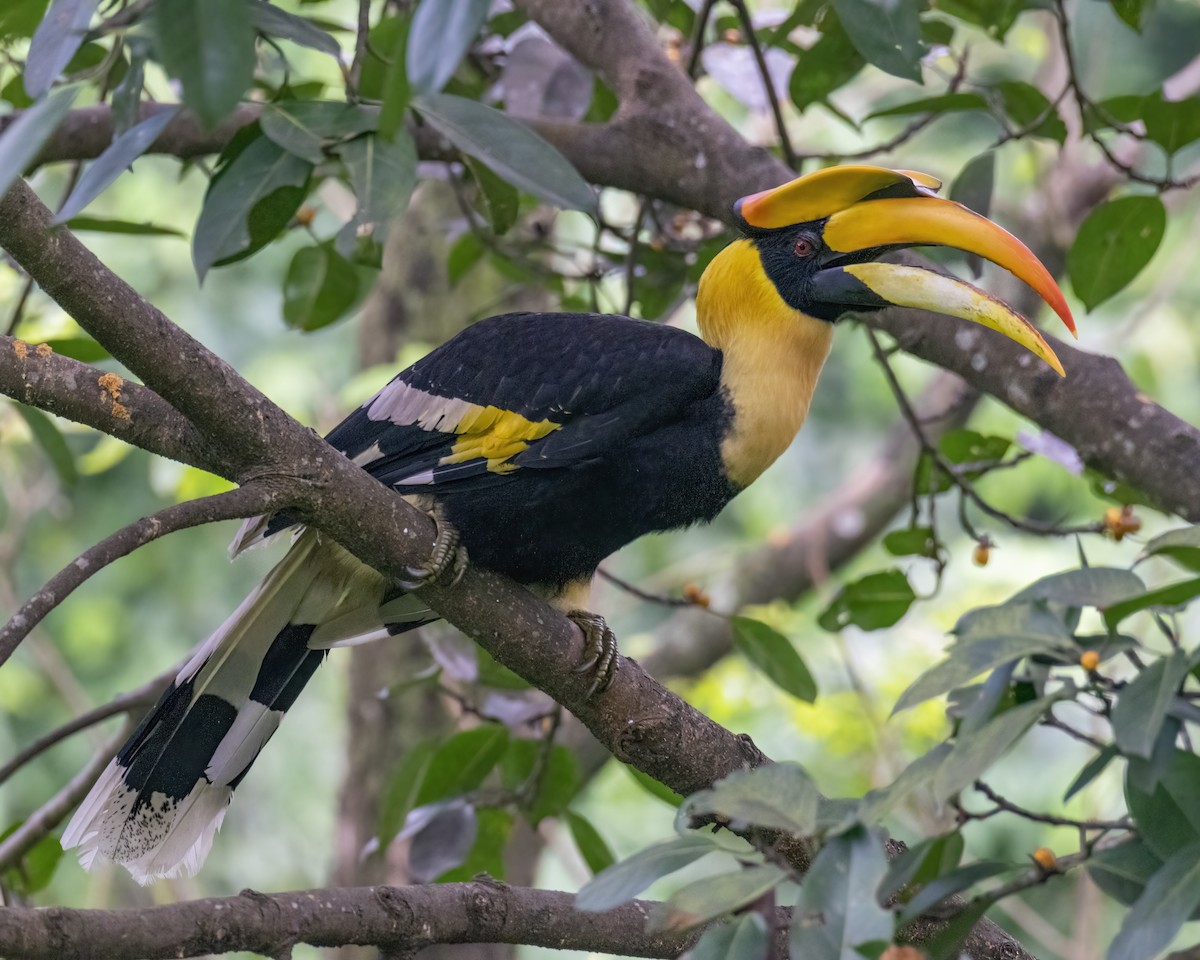 Great Hornbill - ML646295657