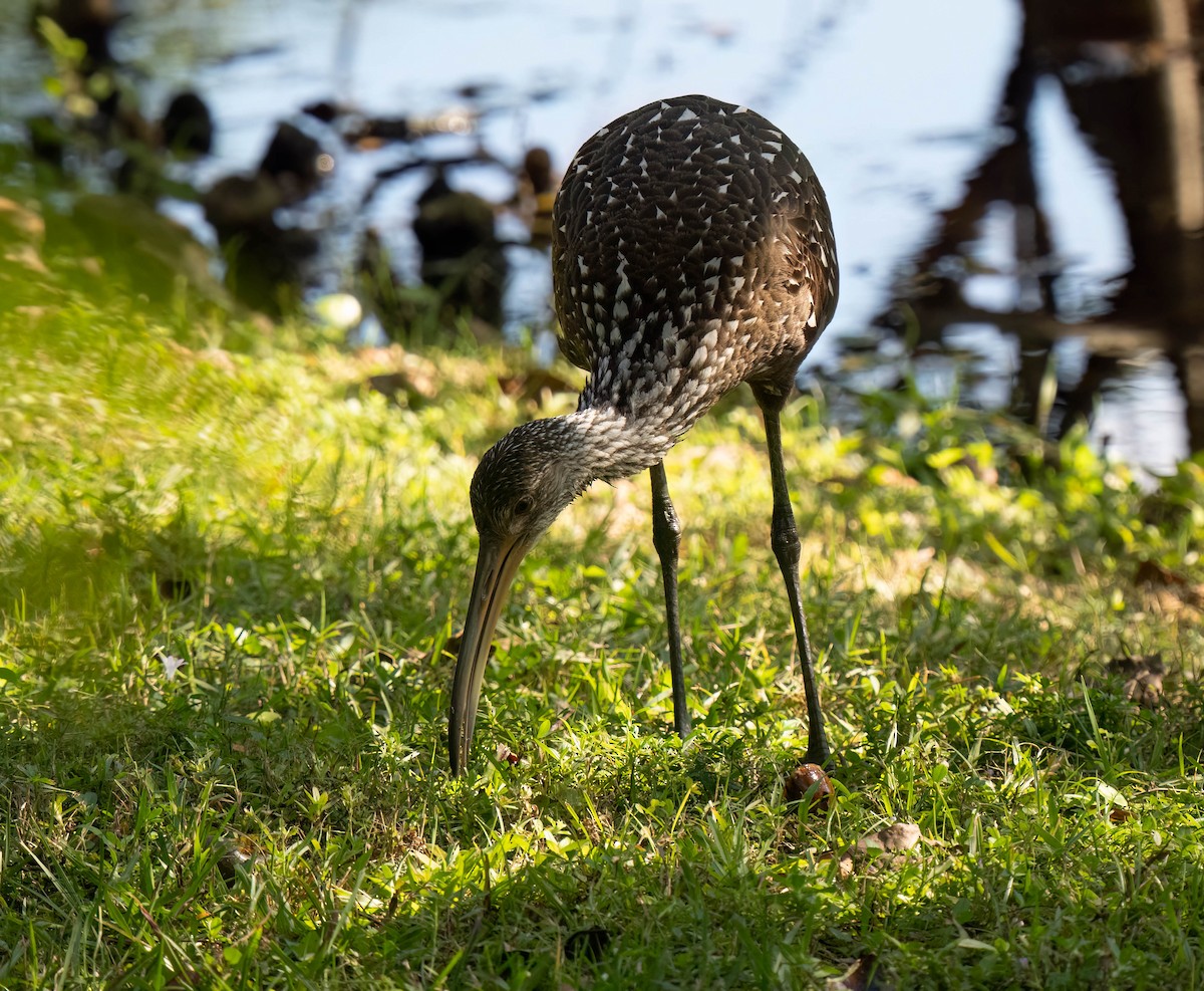Limpkin - ML646295658