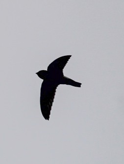 Little Swift - ML646295661