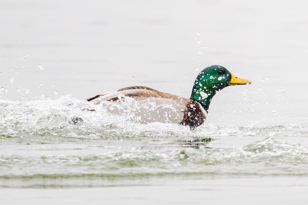 Mallard - ML646295663