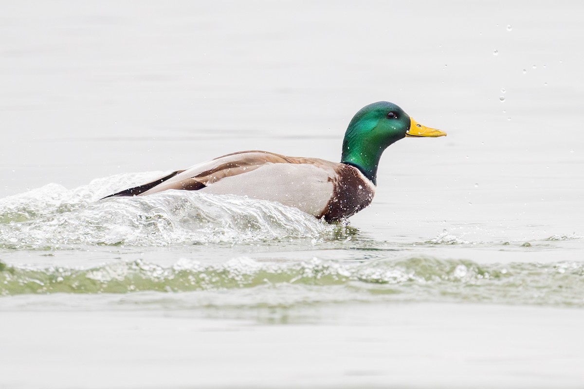 Mallard - ML646295664