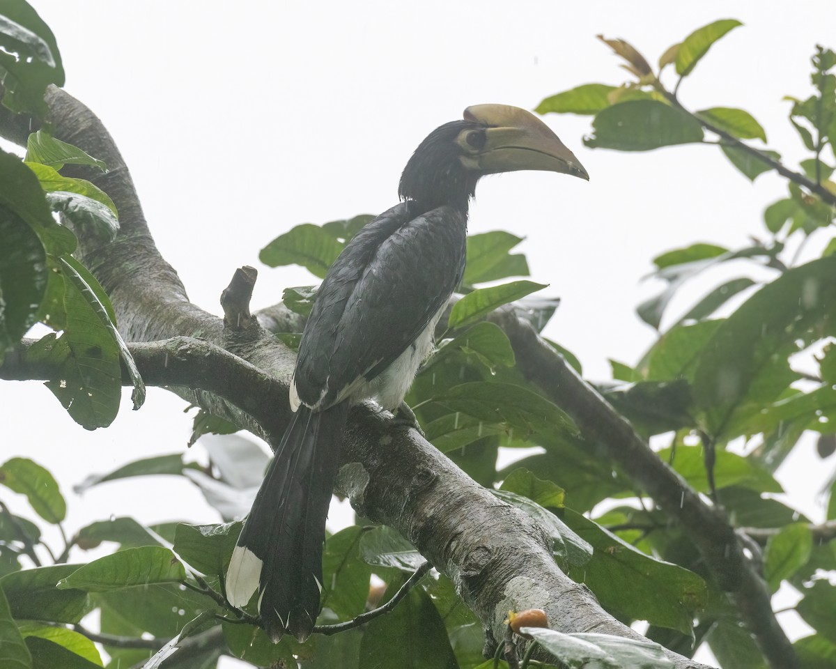 Oriental Pied-Hornbill - ML646295665