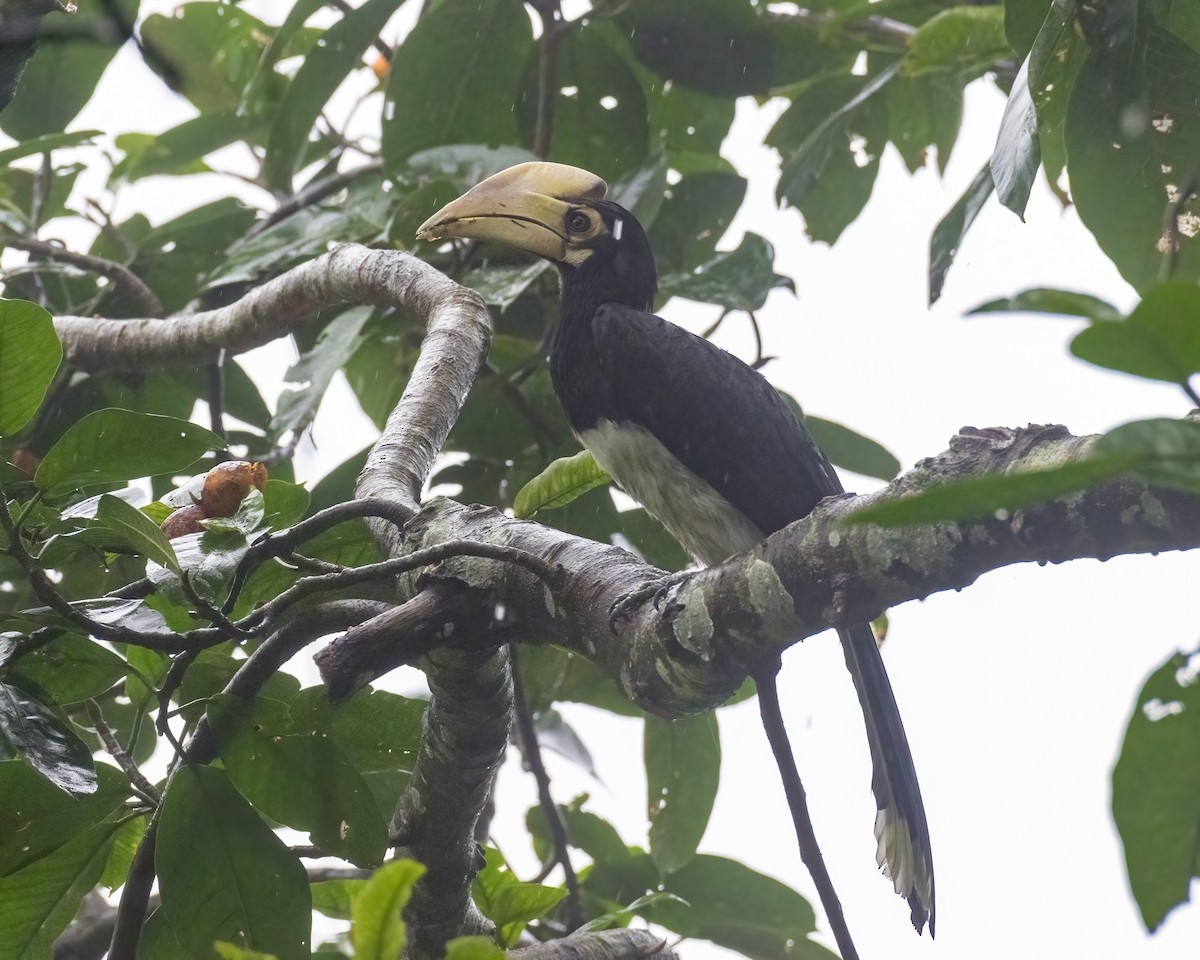 Oriental Pied-Hornbill - ML646295666