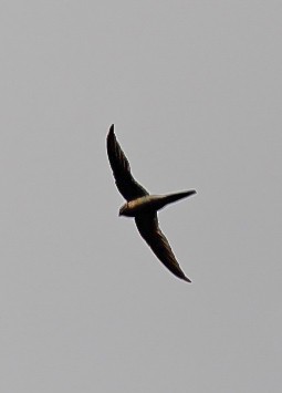 Asian Palm Swift - ML646295667